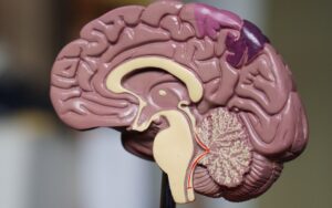 Oxidative Stress and Brain Health: A Balancing Act - airestech