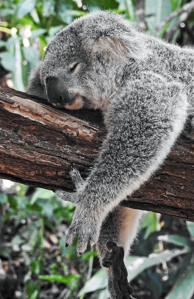 Optimizing Sleep Quality for Men Optimizing Sleep Quality for Men - airestech