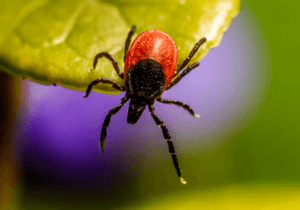 The Role of EMFs in EHS & Lyme Disease - airestech